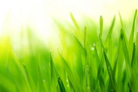 Фотообои Зеленая трава в лучах солнца