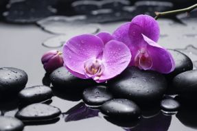 Фотообои Цветы орхидеи и камни