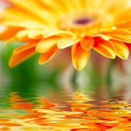 Фотообои Оранжевый цветок над водой