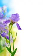 Фреска Прекрасный фиолетовый цветок