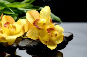 Фотообои орхидея и камни
