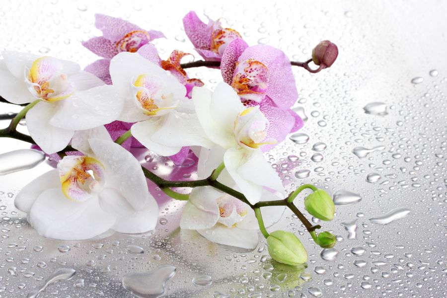 Фотообои белая орхидея