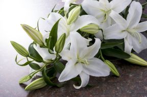 Фотообои белая лилия