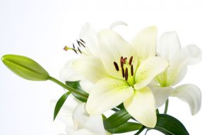 Фотообои Белые лилии