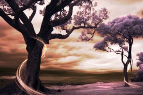 Фотообои Деревья на волшебном закате