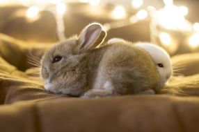 Фотообои Кролики