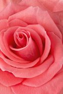 Фреска Розовая роза