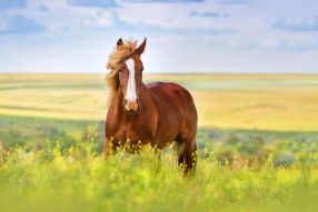 Фотообои Лошадь в поле