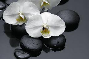 Фотообои Белоснежные лепестки орхидеи