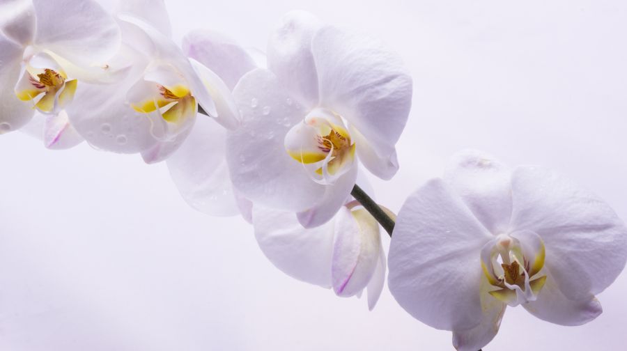 Картина на холсте Цветы белой орхидеи, арт hd1422201