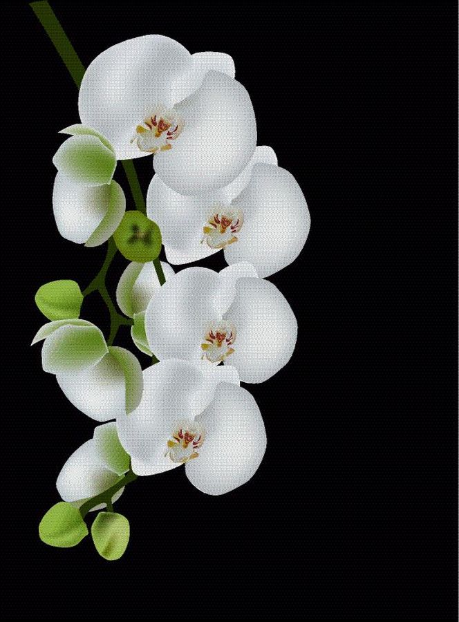 Картина на холсте Беззащитная ветка белой орхидеи, арт hd1313101