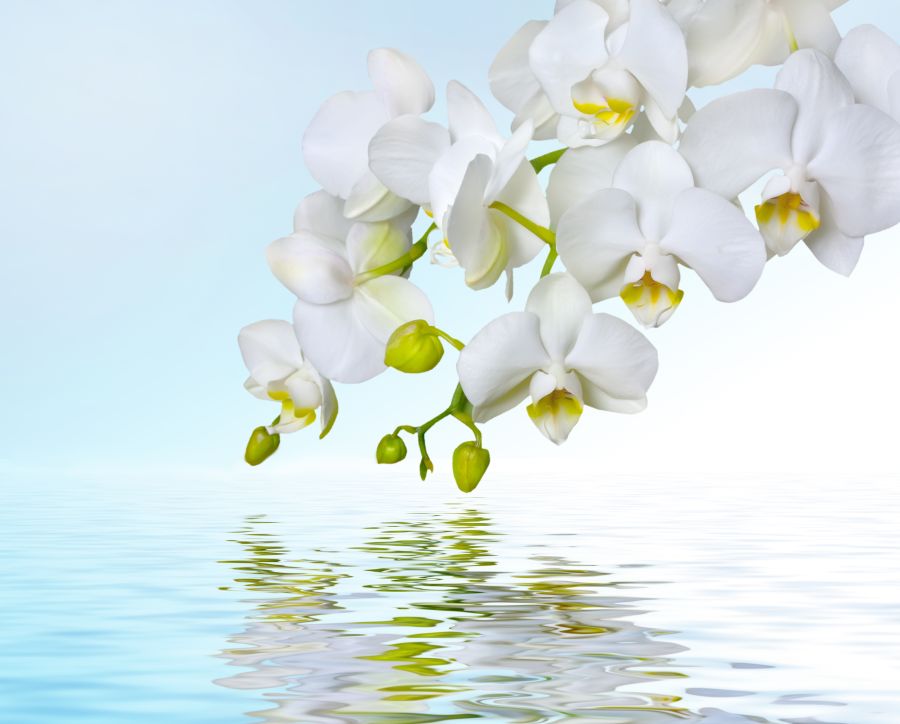 Картина на холсте Белая орхидея над водой, арт hd1267101