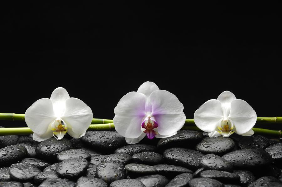 Картина на холсте Три цветка на камнях, арт hd0723101