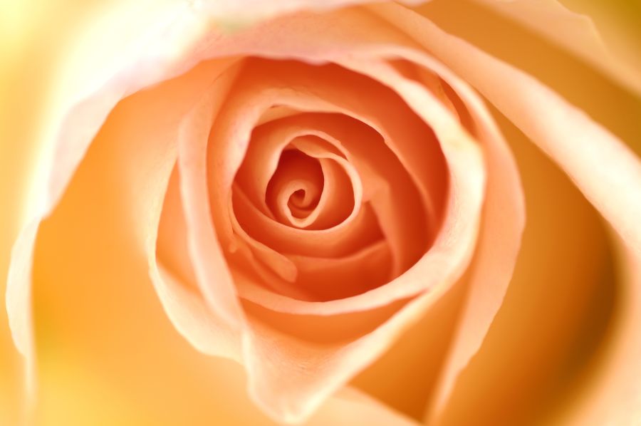 Картина на холсте розовая роза, арт hd0658201