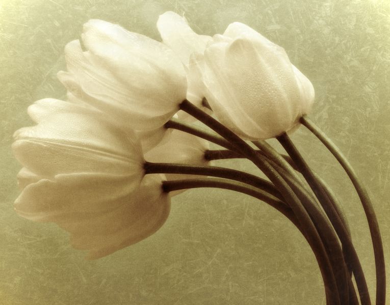 Картина на холсте Винтажные тюльпаны, арт hd0644801