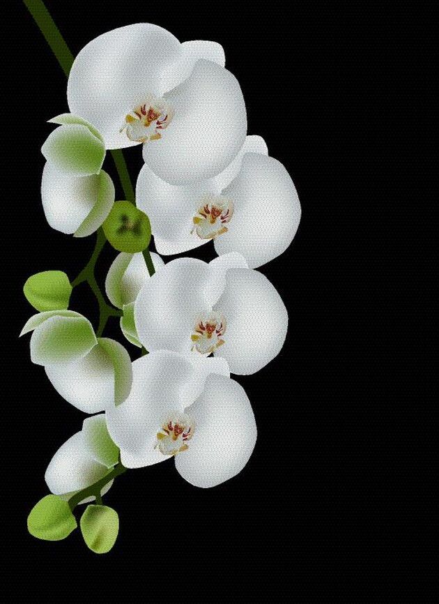 Картина на холсте Беззащитная ветка белой орхидеи, арт hd1313101