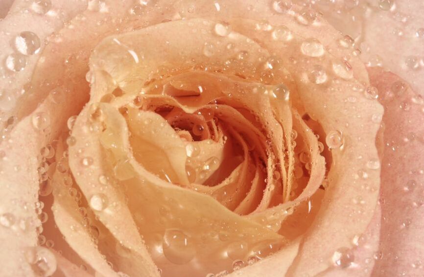 Картина на холсте Бутон розы с каплями росы, арт hd0635601