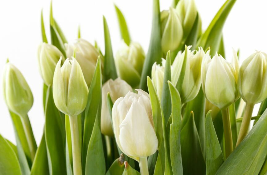 Картина на холсте Букет белых тюльпанов, арт hd0689201