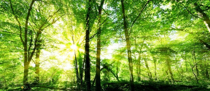 Картина на холсте солнечные деревья в лесу, арт hd0793401