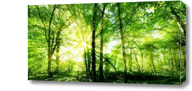 Картина солнечные деревья в лесу