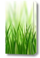 Картина трава