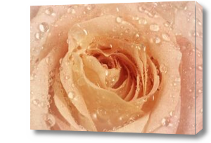 Картина Бутон розы с каплями росы