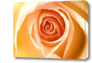 Картина розовая роза