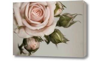 Картина Роза чайная